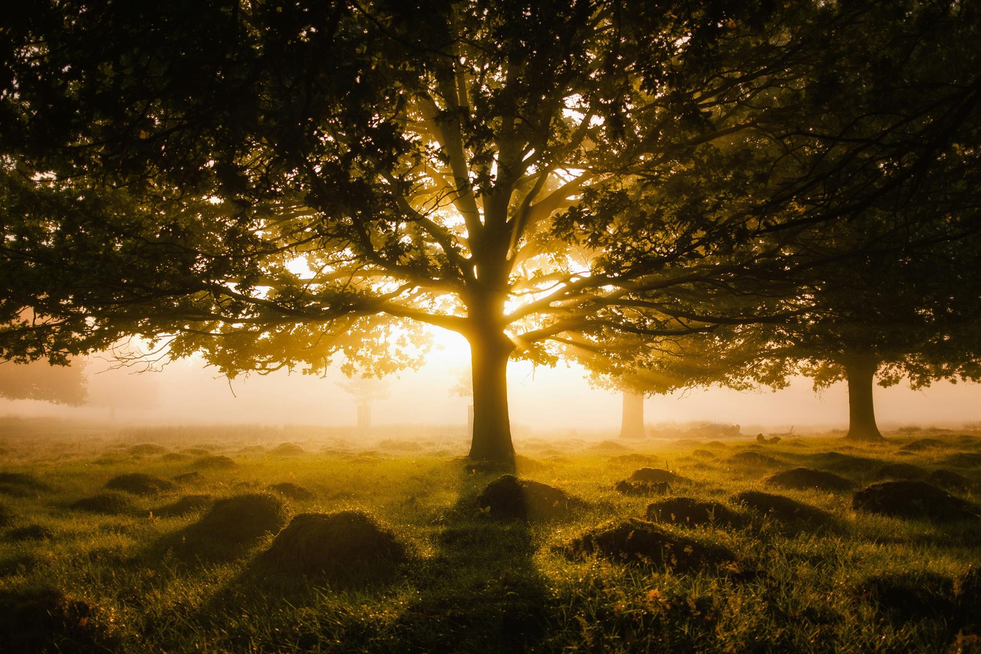 Baum im Morgenlicht
